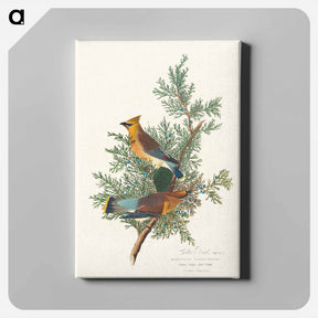 アートパネル-Cedar Bird
 - ジョン ジェームス オーデュボン Canvas.