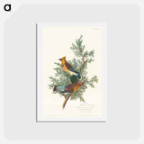 Cedar Bird
 - ジョン ジェームス オーデュボン Postcard.