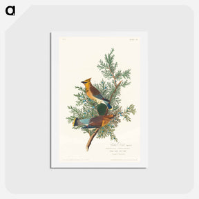 アートポストカード-Cedar Bird
 - ジョン ジェームス オーデュボン Postcard.
