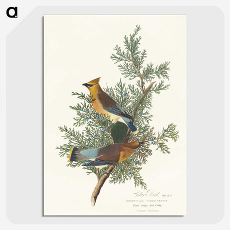 1-93_John-James-Audubon_picture-crop