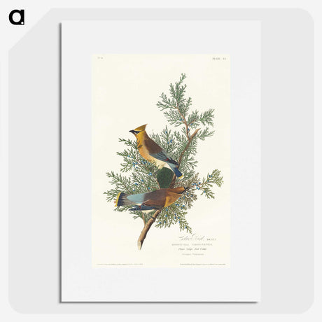 1-93_John-James-Audubon_picture