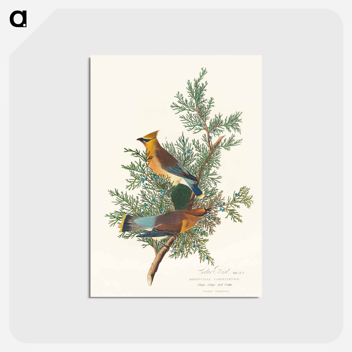 Cedar Bird
 - ジョン ジェームス オーデュボン Postcard.