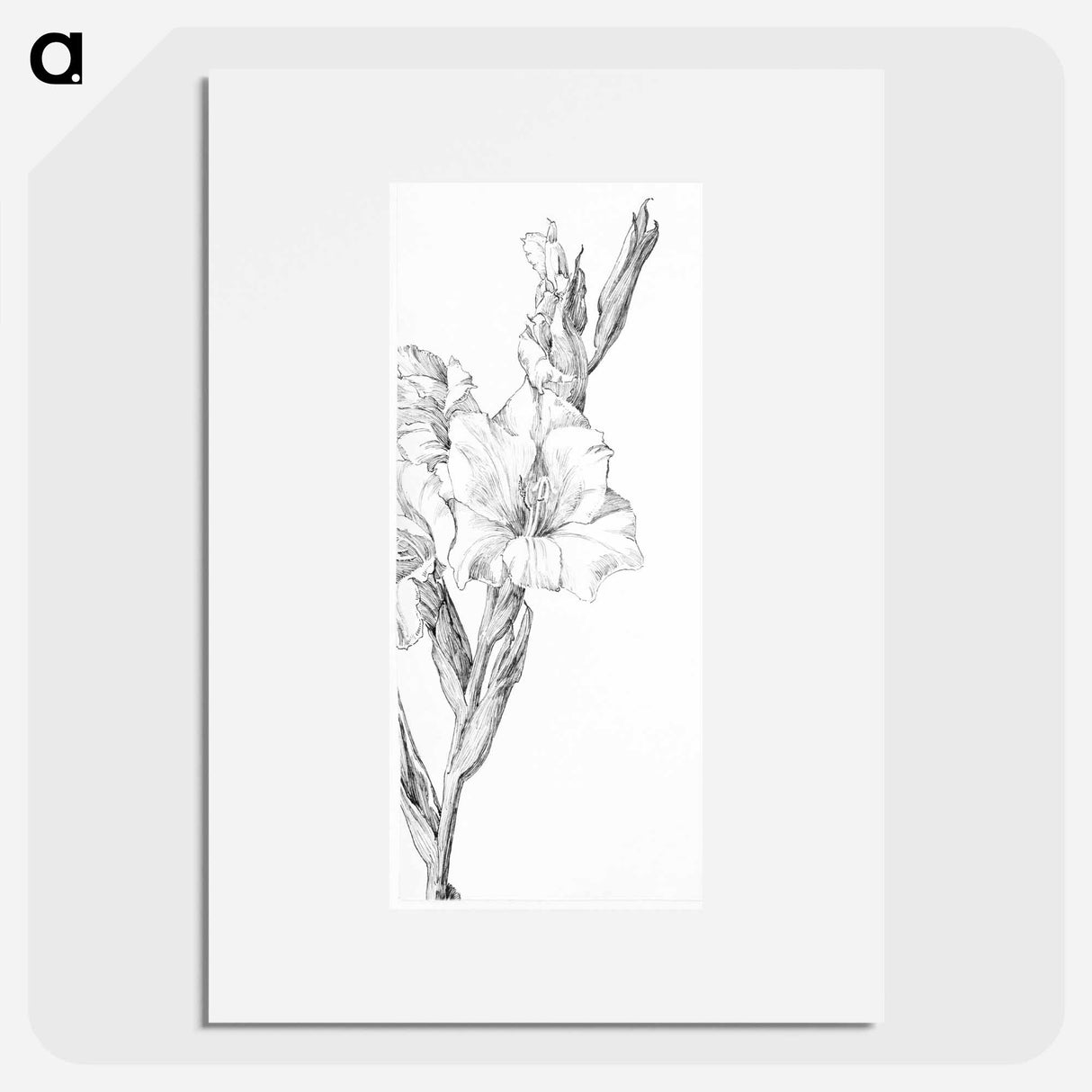 Gladiolus - Julie de Grague Poster.