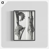 1-93_Karl-Blossfeldt_blk-crop