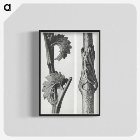 1-93_Karl-Blossfeldt_blk-crop