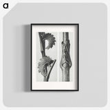 1-93_Karl-Blossfeldt_blk
