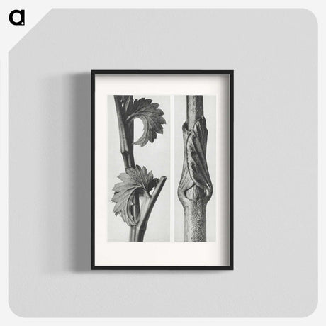 1-93_Karl-Blossfeldt_blk