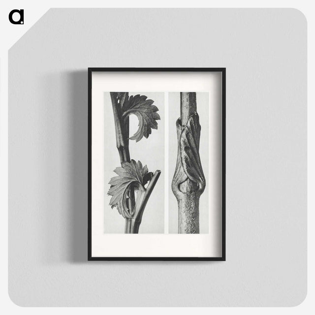 1-93_Karl-Blossfeldt_blk