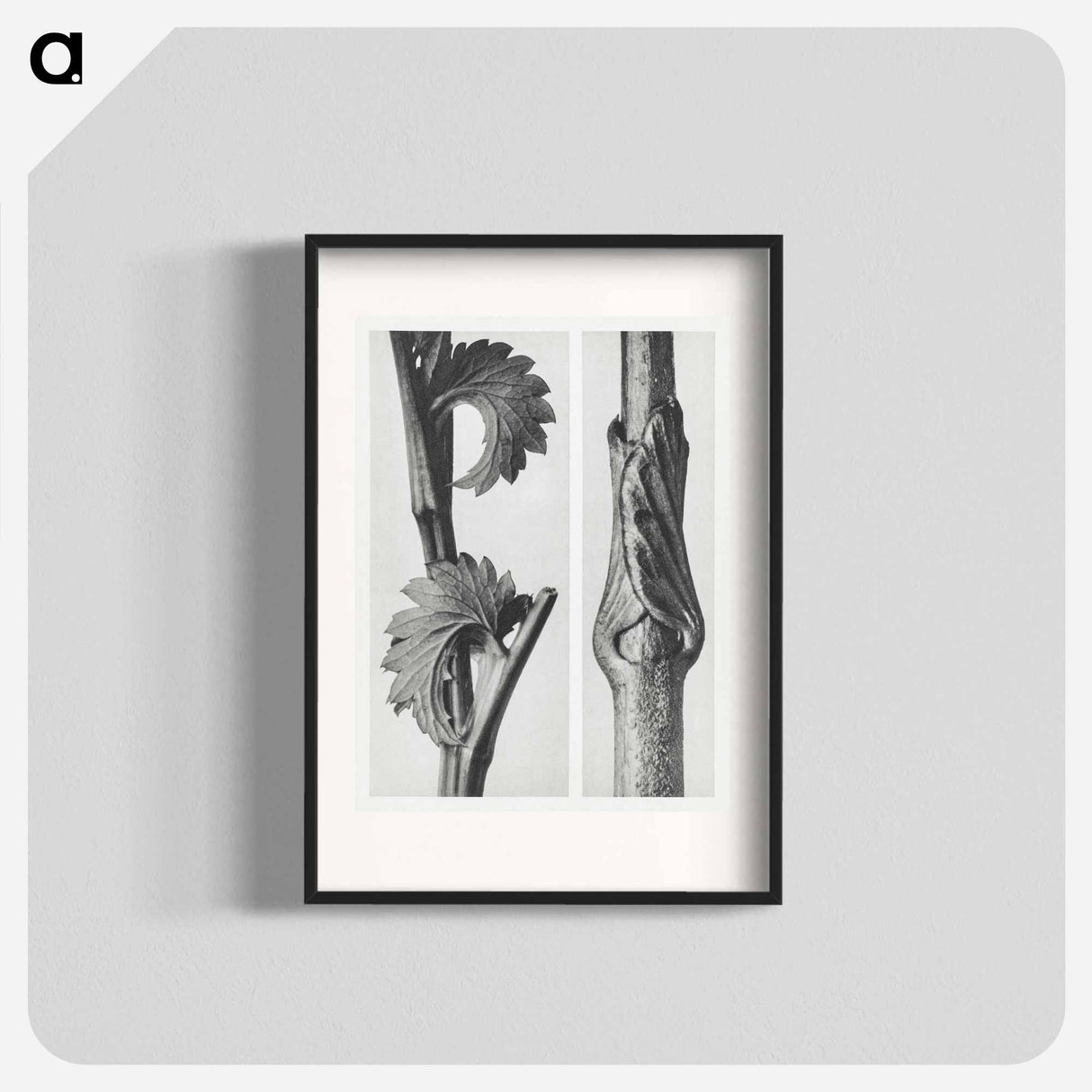 Sanguisorba Canadensis (Canadian burnet) enlarged 8 times and Vincetoxicum Fuscatum (Brown–Flowered Swallow Wort) enlarged 15 times from Urformen der Kunst by . Original from The Rijksmuseum. - Karl Blossfeldt Poster.