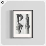 Sanguisorba Canadensis (Canadian burnet) enlarged 8 times and Vincetoxicum Fuscatum (Brown–Flowered Swallow Wort) enlarged 15 times from Urformen der Kunst by . Original from The Rijksmuseum. - Karl Blossfeldt Poster.