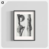 Sanguisorba Canadensis (Canadian burnet) enlarged 8 times and Vincetoxicum Fuscatum (Brown–Flowered Swallow Wort) enlarged 15 times from Urformen der Kunst by . Original from The Rijksmuseum. - カール ブロスフェルト Poster.