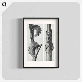 アートポスター-Sanguisorba Canadensis (Canadian burnet) enlarged 8 times and Vincetoxicum Fuscatum (Brown–Flowered Swallow Wort) enlarged 15 times from Urformen der Kunst by . Original from The Rijksmuseum. - カール ブロスフェルト Poster.