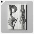 1-93_Karl-Blossfeldt_canvas