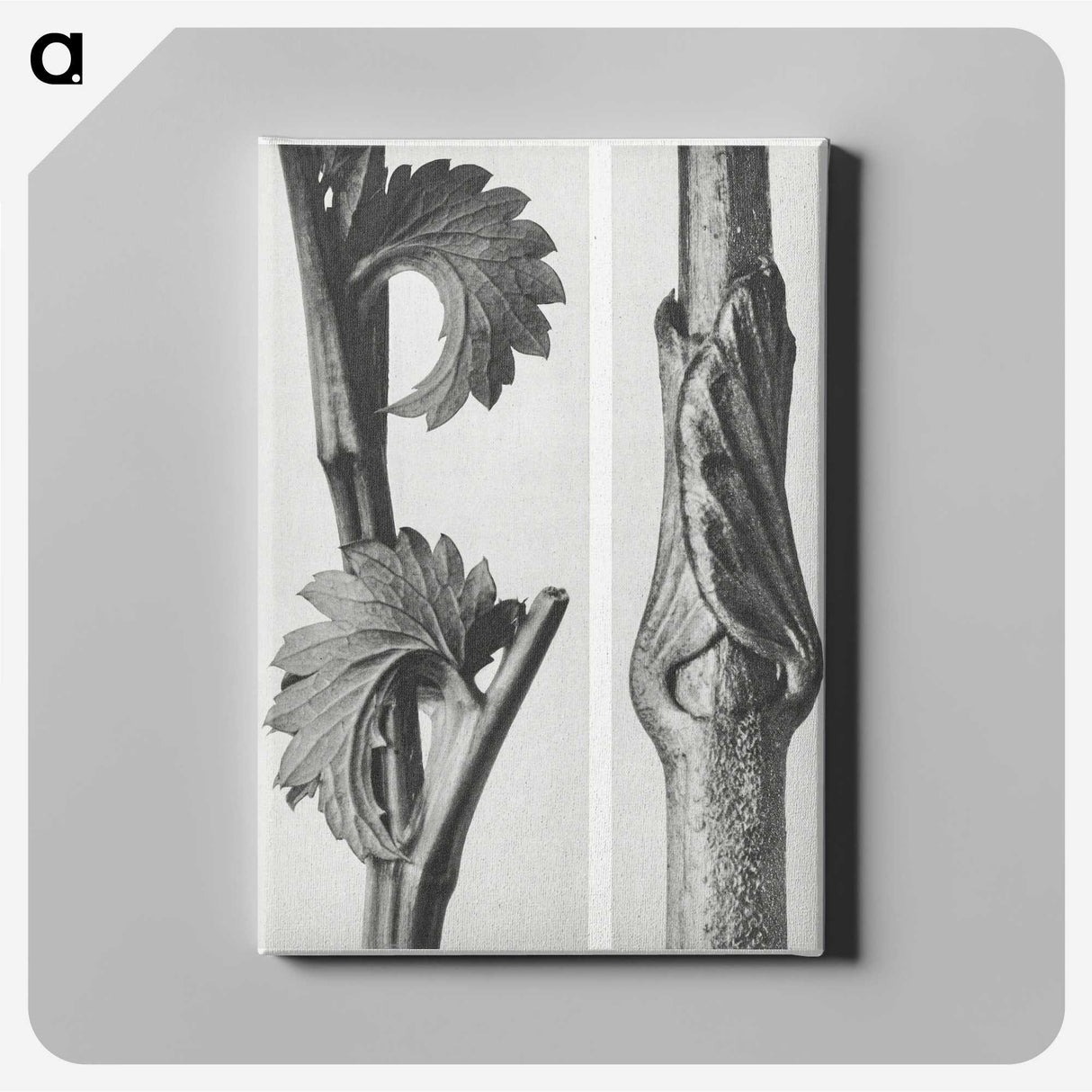 1-93_Karl-Blossfeldt_canvas