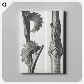 1-93_Karl-Blossfeldt_canvas