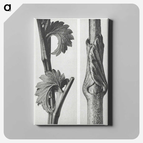 1-93_Karl-Blossfeldt_canvas