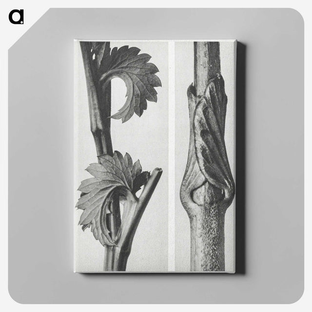 1-93_Karl-Blossfeldt_canvas