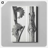 Sanguisorba Canadensis (Canadian burnet) enlarged 8 times and Vincetoxicum Fuscatum (Brown–Flowered Swallow Wort) enlarged 15 times from Urformen der Kunst by . Original from The Rijksmuseum. - カール ブロスフェルト Canvas.