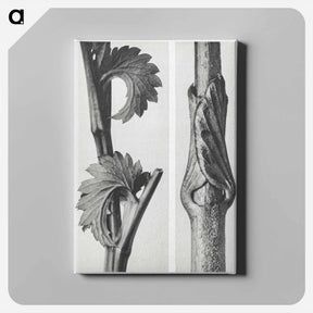 アートパネル-Sanguisorba Canadensis (Canadian burnet) enlarged 8 times and Vincetoxicum Fuscatum (Brown–Flowered Swallow Wort) enlarged 15 times from Urformen der Kunst by . Original from The Rijksmuseum. - カール ブロスフェルト Canvas.
