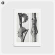 アートポストカード-Sanguisorba Canadensis (Canadian burnet) enlarged 8 times and Vincetoxicum Fuscatum (Brown–Flowered Swallow Wort) enlarged 15 times from Urformen der Kunst by . Original from The Rijksmuseum. - カール ブロスフェルト Postcard.