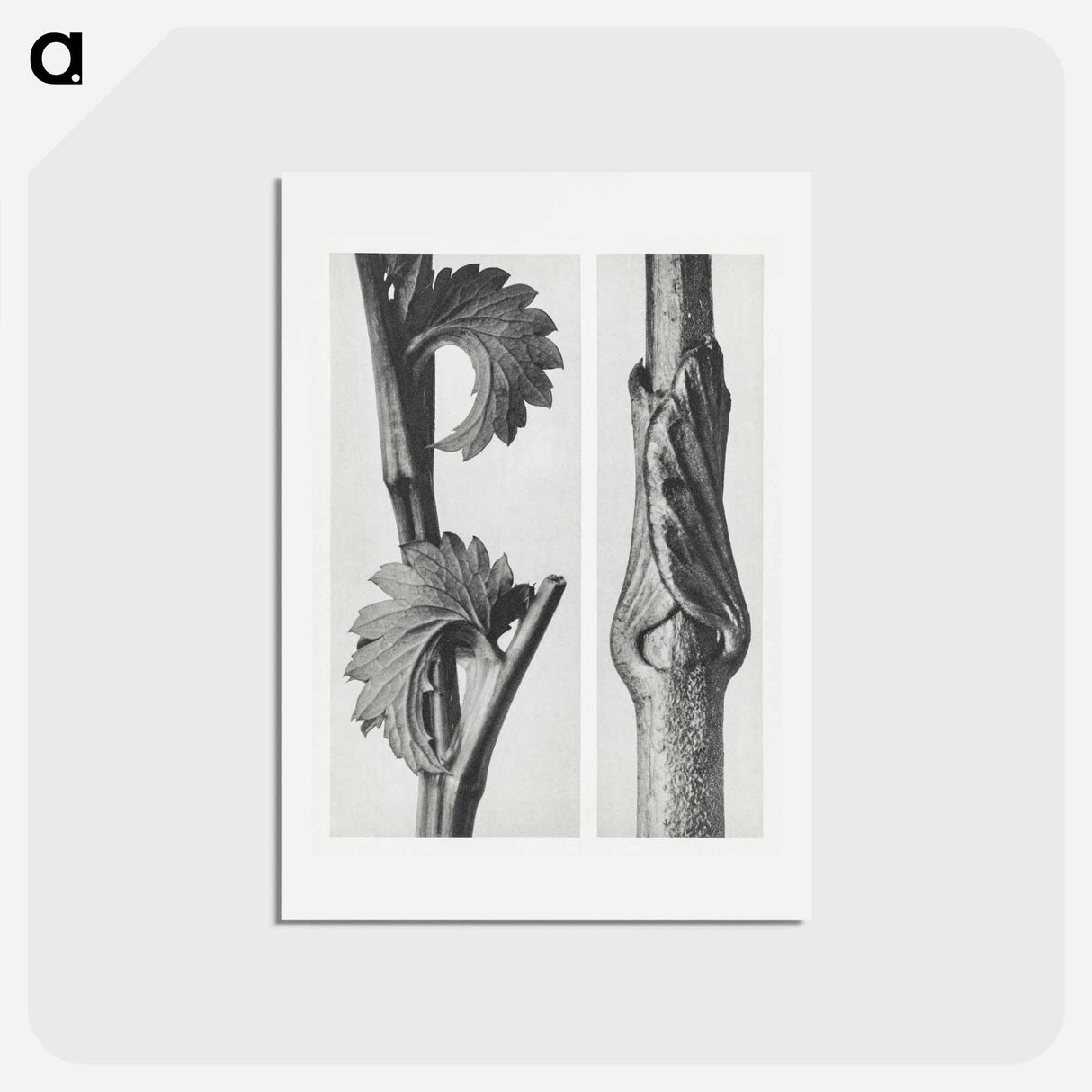 アートポストカード-Sanguisorba Canadensis (Canadian burnet) enlarged 8 times and Vincetoxicum Fuscatum (Brown–Flowered Swallow Wort) enlarged 15 times from Urformen der Kunst by . Original from The Rijksmuseum. - カール ブロスフェルト Postcard.