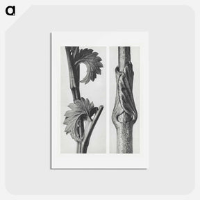 アートポストカード-Sanguisorba Canadensis (Canadian burnet) enlarged 8 times and Vincetoxicum Fuscatum (Brown–Flowered Swallow Wort) enlarged 15 times from Urformen der Kunst by . Original from The Rijksmuseum. - カール ブロスフェルト Postcard.