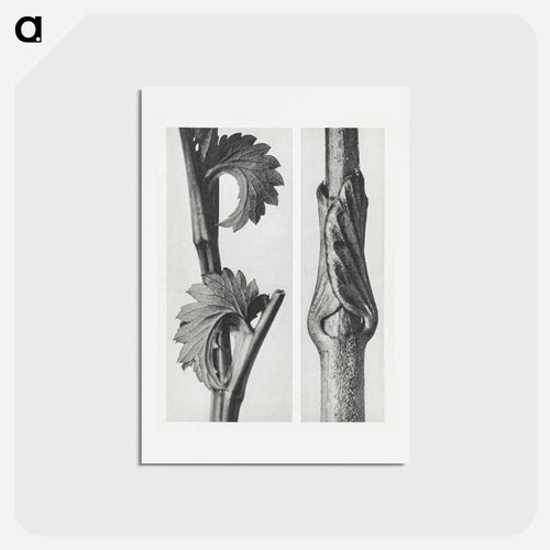 Sanguisorba Canadensis (Canadian burnet) enlarged 8 times and Vincetoxicum Fuscatum (Brown–Flowered Swallow Wort) enlarged 15 times from Urformen der Kunst by . Original from The Rijksmuseum. - カール ブロスフェルト Postcard.