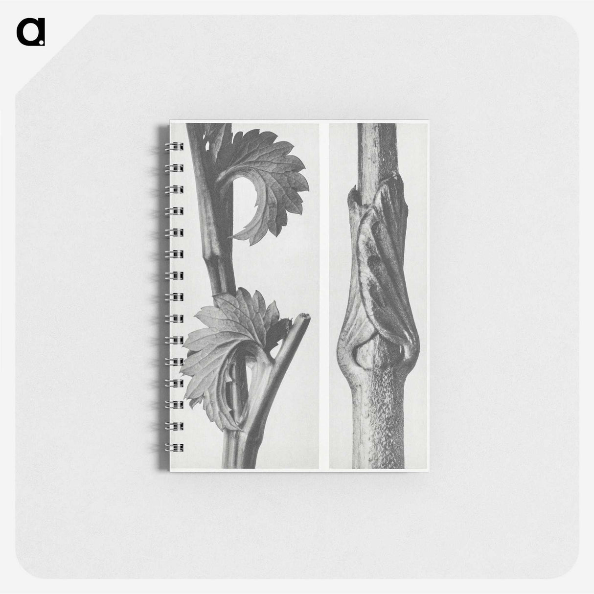 1-93_Karl-Blossfeldt_memo