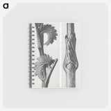 1-93_Karl-Blossfeldt_memo