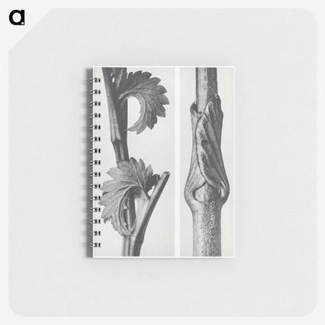 1-93_Karl-Blossfeldt_memo
