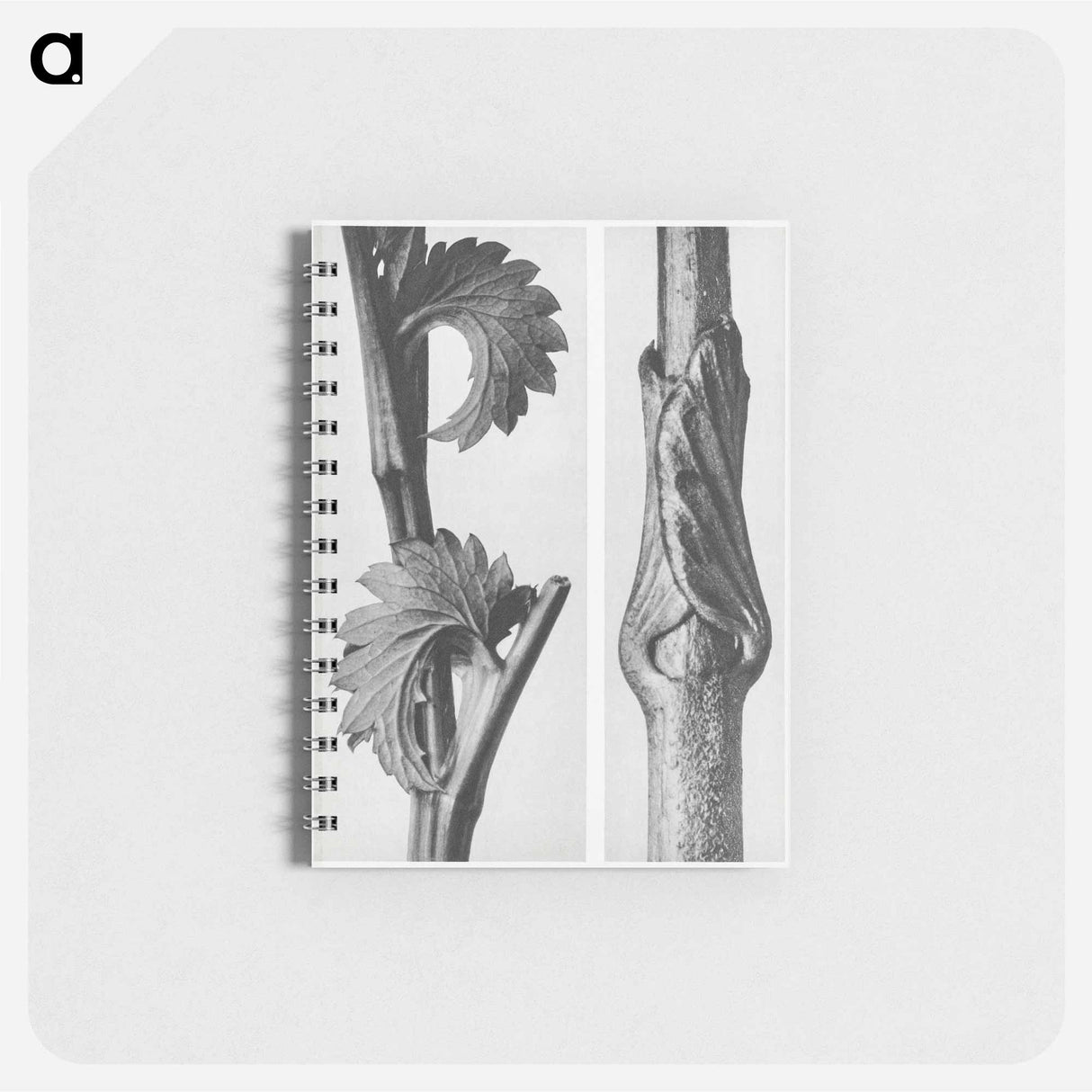 Sanguisorba Canadensis (Canadian burnet) enlarged 8 times and Vincetoxicum Fuscatum (Brown–Flowered Swallow Wort) enlarged 15 times from Urformen der Kunst by . Original from The Rijksmuseum. - カール ブロスフェルト Memo.