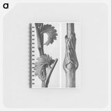 Sanguisorba Canadensis (Canadian burnet) enlarged 8 times and Vincetoxicum Fuscatum (Brown–Flowered Swallow Wort) enlarged 15 times from Urformen der Kunst by . Original from The Rijksmuseum. - カール ブロスフェルト Memo.