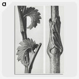 1-93_Karl-Blossfeldt_picture-crop