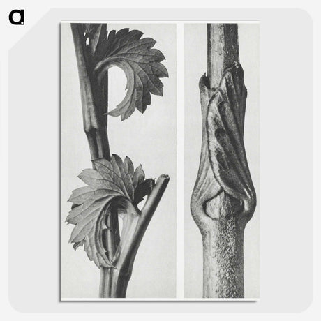 1-93_Karl-Blossfeldt_picture-crop