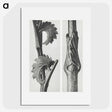 1-93_Karl-Blossfeldt_picture