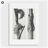 1-93_Karl-Blossfeldt_picture
