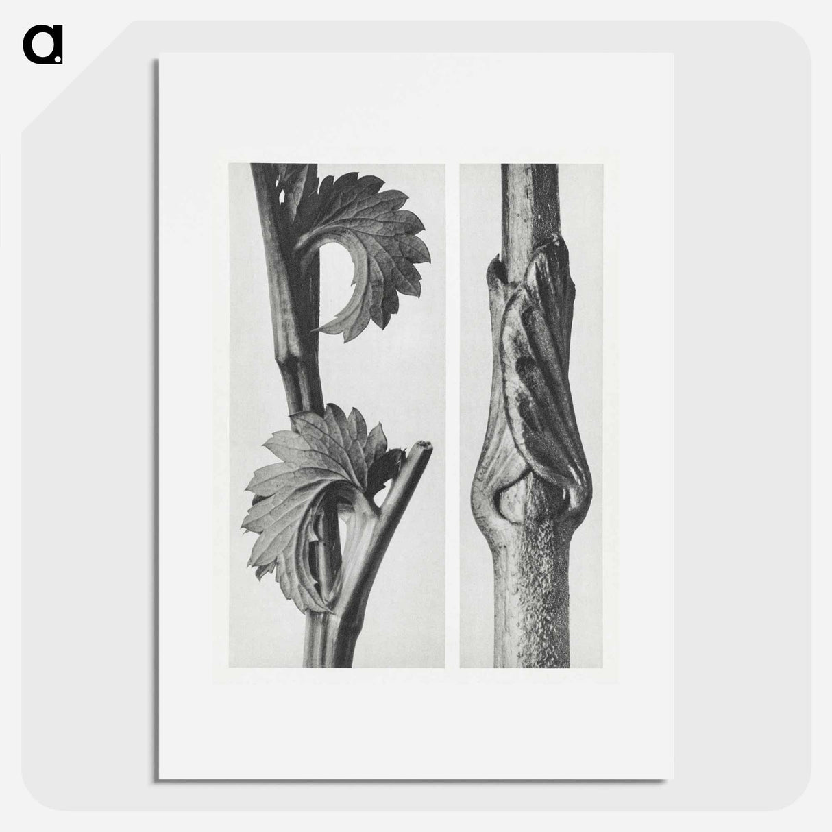 Sanguisorba Canadensis (Canadian burnet) enlarged 8 times and Vincetoxicum Fuscatum (Brown–Flowered Swallow Wort) enlarged 15 times from Urformen der Kunst by . Original from The Rijksmuseum. - Karl Blossfeldt Poster.