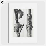 Sanguisorba Canadensis (Canadian burnet) enlarged 8 times and Vincetoxicum Fuscatum (Brown–Flowered Swallow Wort) enlarged 15 times from Urformen der Kunst by . Original from The Rijksmuseum. - Karl Blossfeldt Poster.