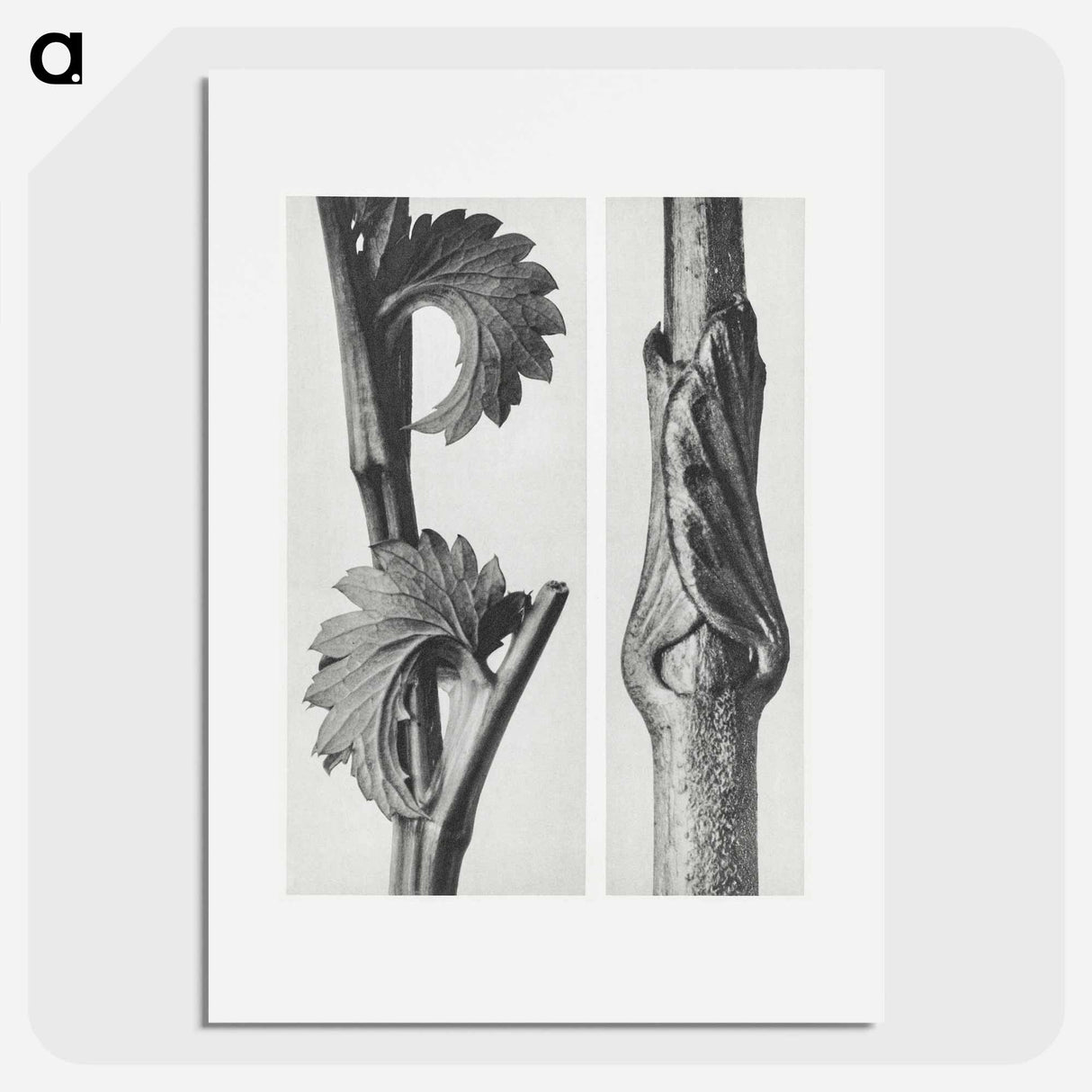 Sanguisorba Canadensis (Canadian burnet) enlarged 8 times and Vincetoxicum Fuscatum (Brown–Flowered Swallow Wort) enlarged 15 times from Urformen der Kunst by . Original from The Rijksmuseum. - カール ブロスフェルト Poster.