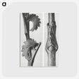 1-93_Karl-Blossfeldt_postcard