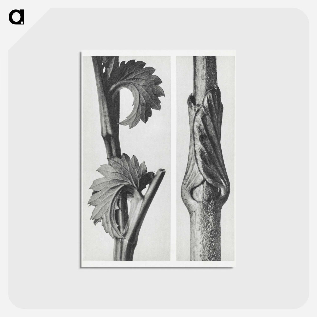 アートポストカード-Sanguisorba Canadensis (Canadian burnet) enlarged 8 times and Vincetoxicum Fuscatum (Brown–Flowered Swallow Wort) enlarged 15 times from Urformen der Kunst by . Original from The Rijksmuseum. - カール ブロスフェルト Postcard.