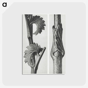 1-93_Karl-Blossfeldt_postcard