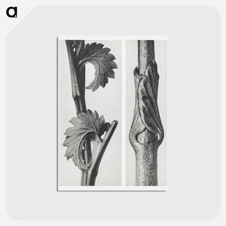 アートポストカード-Sanguisorba Canadensis (Canadian burnet) enlarged 8 times and Vincetoxicum Fuscatum (Brown–Flowered Swallow Wort) enlarged 15 times from Urformen der Kunst by . Original from The Rijksmuseum. - カール ブロスフェルト Postcard.