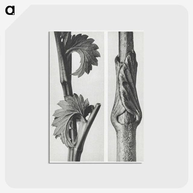 1-93_Karl-Blossfeldt_postcard
