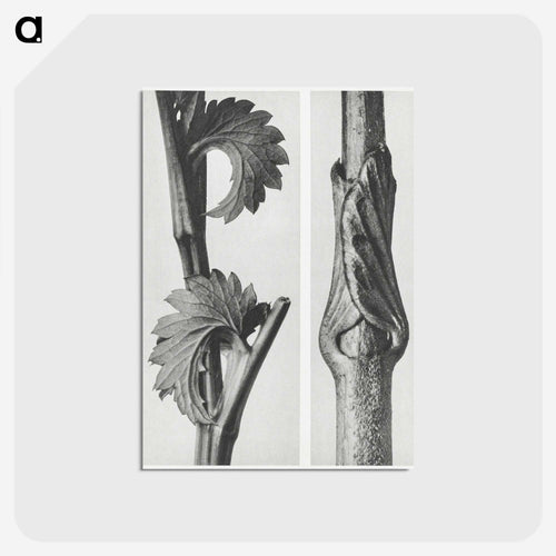 Sanguisorba Canadensis (Canadian burnet) enlarged 8 times and Vincetoxicum Fuscatum (Brown–Flowered Swallow Wort) enlarged 15 times from Urformen der Kunst by . Original from The Rijksmuseum. - カール ブロスフェルト Postcard.