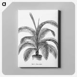 1-93_Les-Palmiers-Histoire-Iconographique_canvas