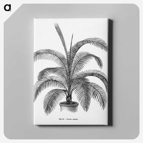 1-93_Les-Palmiers-Histoire-Iconographique_canvas