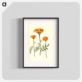 アートポスター-Tagetes Patula
 - マリア ジビーラ メーリアン Poster.