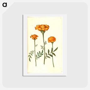アートポストカード-Tagetes Patula
 - マリア ジビーラ メーリアン Postcard.