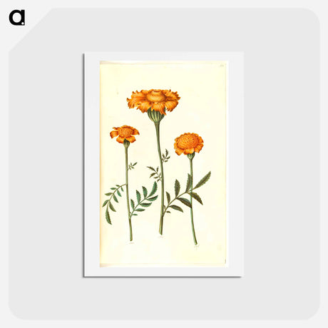 アートポストカード-Tagetes Patula
 - マリア ジビーラ メーリアン Postcard.
